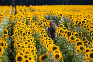Brunette walking away through sunflower field