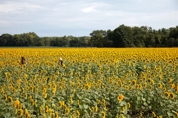 Two women walking away in sunflower field