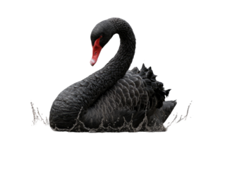 Black swan emerging from water