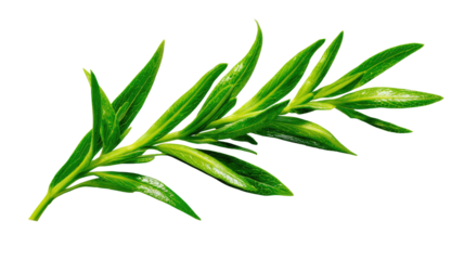 Close-up of vibrant green sprig