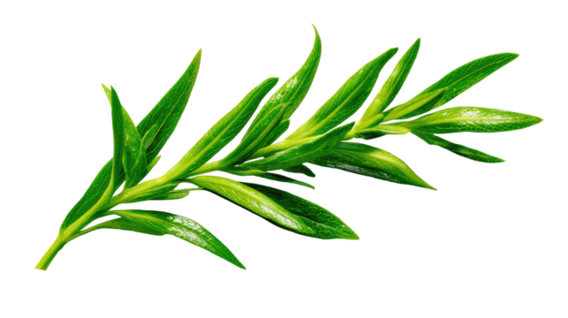 Close-up of vibrant green sprig