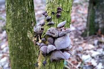 tree mushrooms in the forest, nature, macro