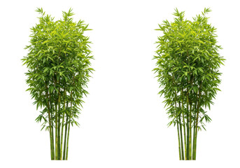 Isolated bamboo shrub with vibrant green foliage, a garden element for Asian design