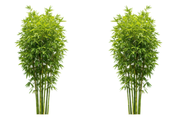 Isolated bamboo shrub with vibrant green foliage, a garden element for Asian design