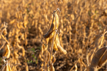Soybean plants in a field ready for harvest during late summer under a clear blue sky