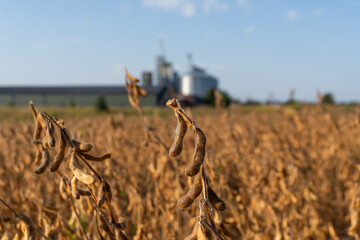 Golden soybeans ready for harvest in a vast agricultural field under a clear blue sky with nearby storage facilities