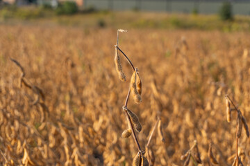 Golden soybean crop nearing harvest in a vast agricultural field during late afternoon