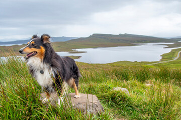 Shetland Sheepdog out for a hike on the Isle of Skye
