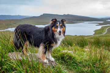 Shetland Sheepdog out for a hike on the Isle of Skye