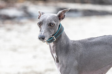 Whippet on the beach in Scotland