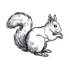 Squirrel sitting on its hind legs with a bushy tail for design. Vector hand drawn illustration