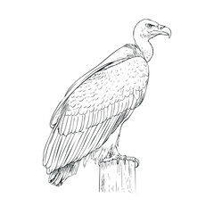 Obraz premium Majestic vulture perched on a wooden post in natural surroundings. Vector hand drawn illustration