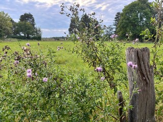 Fence post with thistles from the former cow pasture in the lignite relocation area 52399...