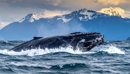 Fototapeta premium Majestic humpback whale breaches in dramatic seas, showcasing a powerful display against a backdrop of snow-capped mountains.