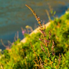 Fototapeta premium Close-up of delicate wildflowers by water
