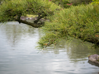 Pine tree branch hovering over the pond, detail of traditional Japanese garden