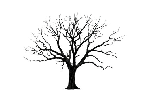 Skeletal tree with gnarled, scorched black branches, a stark silhouette against a transparent, high-key background, studio lighting. Concept of natural devastation and resilience