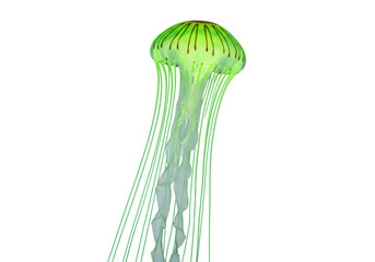 Isolated Chrysaora jellyfish is a captivating sea creature with its long tentacles