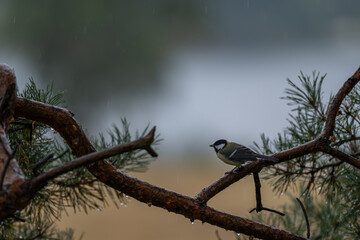 Woodland Watch: Great Tit on a Wet Pine Branch