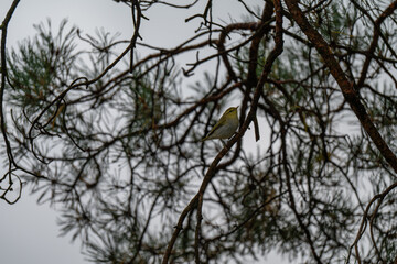 Lone Songbird in a Pine Silhouette