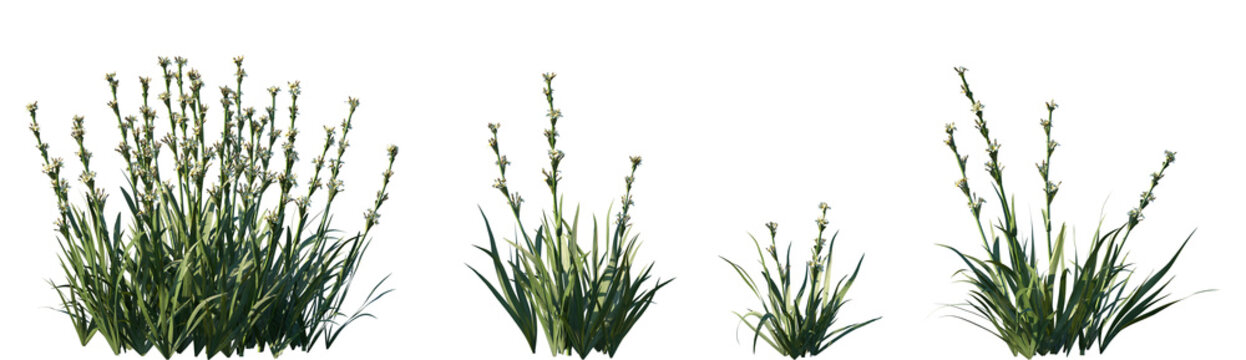 Set of Sisyrinchium striatum (common names pale yellow-eyed-grass or satin flower) frontal isolated png on a transparent background perfectly cutout high resolution
