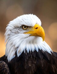 Fototapeta premium Close-up of an eagle's head