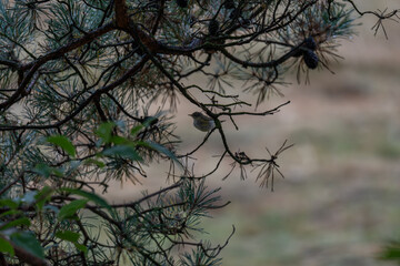 Looking Up as Night Falls