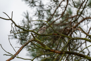 A Fledgling's Perch in the Deepening Night