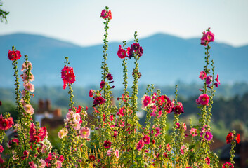 Fototapety na wymiar - Fototapeta24.pl