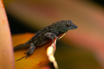 Cuban Brown Anole (Anolis sagrei) on Big Island, HI