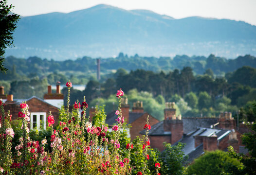 Wild summer flowers,at Fort Royal Park,Worcester,looking west to the Malvern Hills,Worcestershire,UK.