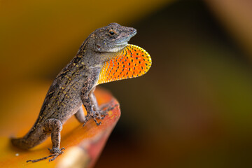 Cuban Brown Anole (Anolis sagrei) on Big Island, HI