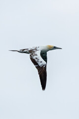 Northern gannet (Morus bassanus) - North Atlantic coasts and Irish colonies