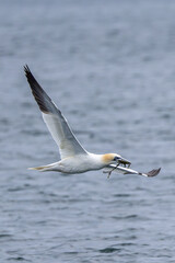 Northern gannet (Morus bassanus) - North Atlantic coasts and Irish colonies
