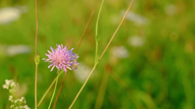 Field scabious flower swaying in the wind in a sunny meadow, close-up