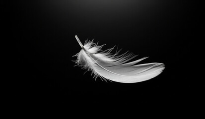 Obraz premium white feather on black background