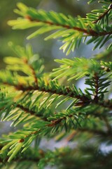 green pine needles