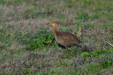 Red winged Tinamou, Rhynchotus rufescens, La Pampa province , Argentina