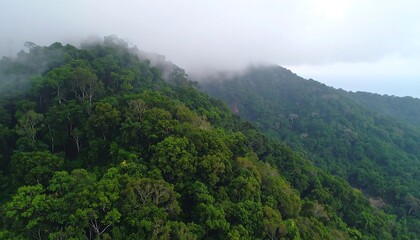 Dense jungle slopes covered in fog