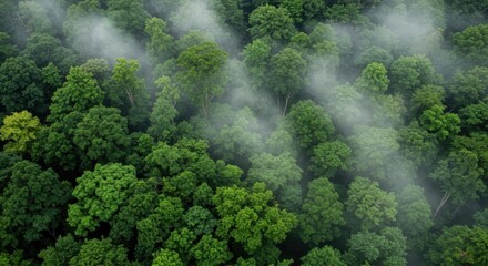 Lush jungle canopy with fog drifting above.