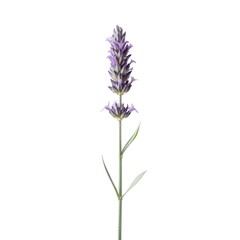 Naklejka premium Isolated Lavender Flower Stem