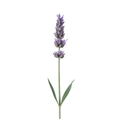 Naklejka premium Isolated Lavender Flower Stem