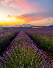 Naklejka premium Lavender field at sunrise