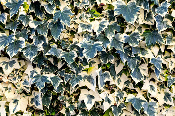 Variegated ivy leaves form a dense green wall, displaying intricate patterns and textures, ideal for backgrounds or nature-inspired projects