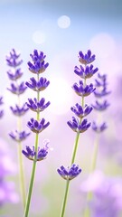 Fototapeta premium Lavender field in soft light