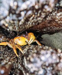 Night crabs on the waterfront of a village on the island of Bunaken in Indonesia