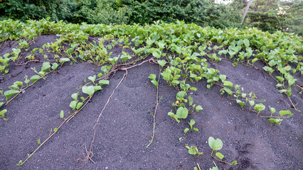 A black beach made of sea-rolled particles of pyroclastic material on a volcanic island. Ammophilous plant pioneering species on coast. Sulawesi Sea. Indonesia