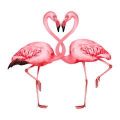 pink flamingos love Sweet married couple Family summer hand drawn illustration on transparent background