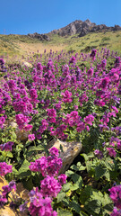Obraz premium Purple wildflowers blanket a hillside in full bloom, with a rocky mountain peak rising under a clear blue sky. 📍Hazarani, Hawraman Takht 
