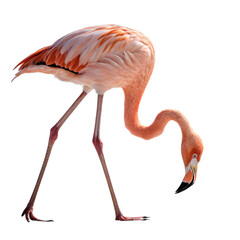 Elegant pink flamingo gracefully bending to drink water or feed in its natural habitat

